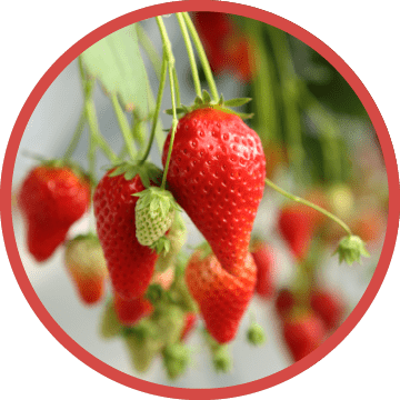 章姫(あきひめ)