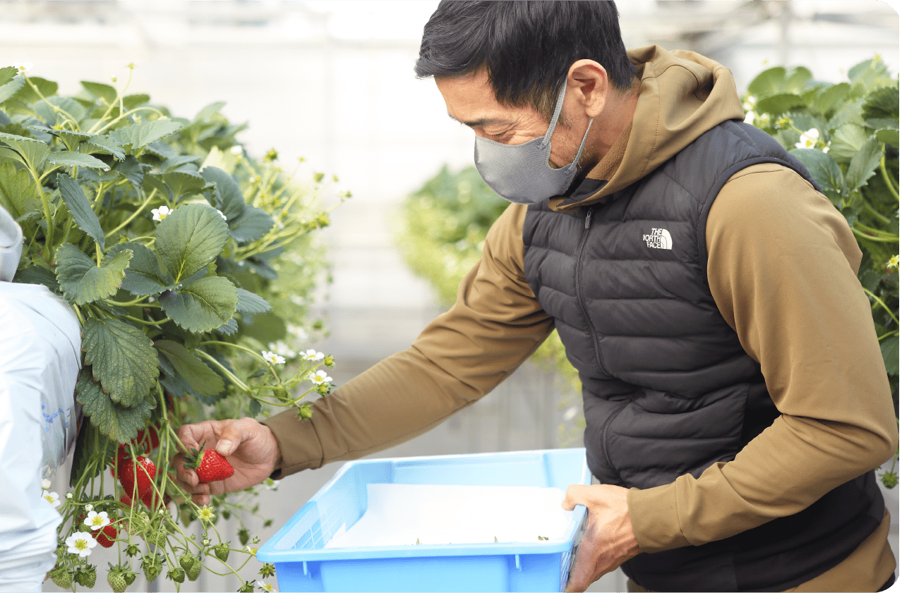 手をかけて育てた中から厳選したいちごをお届けします