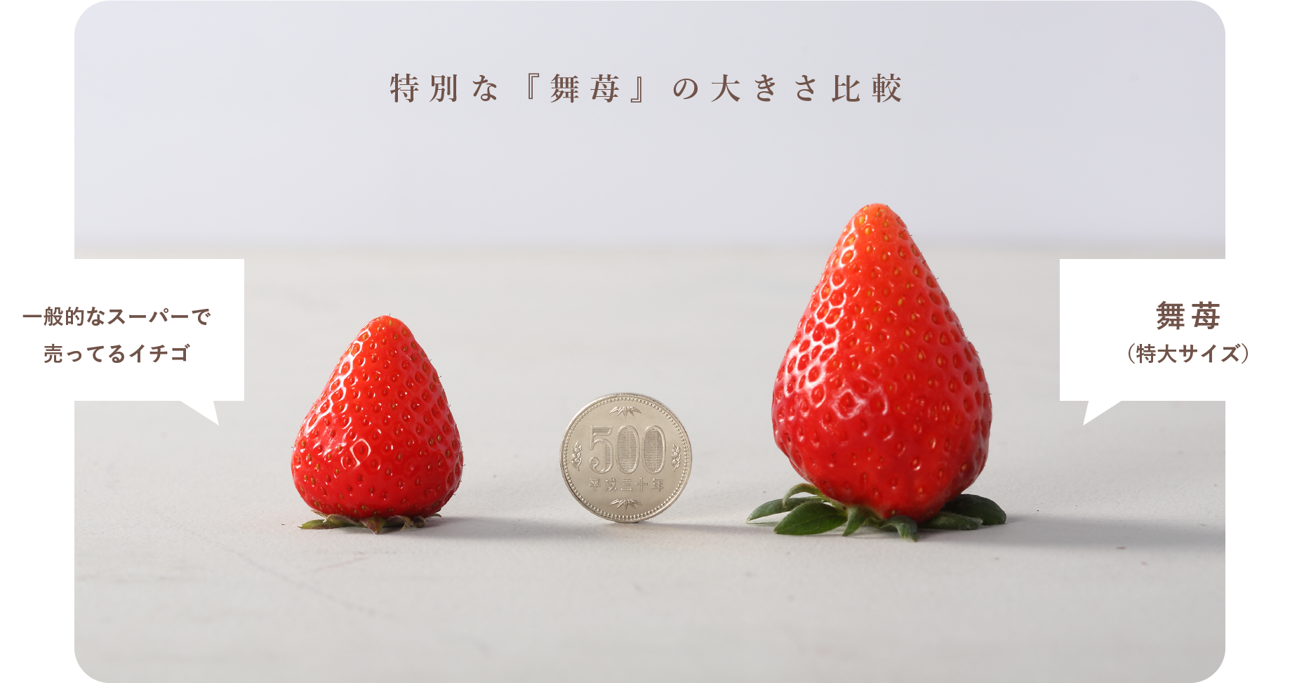 『舞苺』の大きさを比較